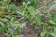 μπλε λουλούδι Lungwort (Pulmonaria) φωτογραφία