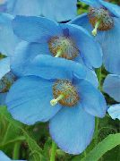 ღია ლურჯი ყვავილების Himalayan ლურჯი ყაყაჩო (Meconopsis) ფოტო