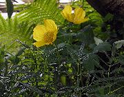 żółty Kwiat Meconopsis  zdjęcie
