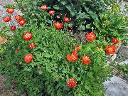 červená Kvetina Himalájsky Modrý Mak (Meconopsis) fotografie