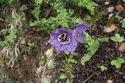 purpurne Lill Himaalaja Sinise Unimaguna (Meconopsis) foto