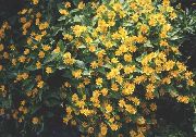 gul  Smør Daisy, Melampodium, Guld Medaljon Blomst, Stjerne Daisy (Melampodium paludosum) foto