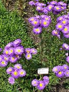 purpurne Lill Mereäärne Daisy, Rannas Aster, Flebane (Erigeron glaucus) foto