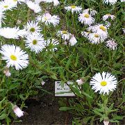 hvid Blomst Seaside Daisy, Strand Aster, Flebane (Erigeron glaucus) foto