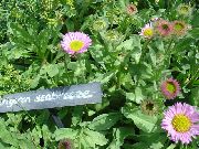 粉红色 花 海边雏菊，湾紫苑，flebane (Erigeron glaucus) 照片