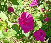 garden flowers pink Four O'Clock, Marvel of Peru Mirabilis jalapa photos, description, cultivation and planting, care and watering