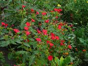 czerwony Kwiat Mirabilis Jalap (Noc Piękno) (Mirabilis jalapa) zdjęcie