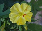 garden flowers yellow Four O'Clock, Marvel of Peru Mirabilis jalapa photos, description, cultivation and planting, care and watering