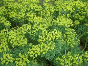 kollane Lill Küpress Harilik Näsiniin, Bonaparte Kroon, Surnuaia Sammal (Euphorbia) foto