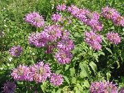 ceriņi Zieds Bišu Balzams, Savvaļas Bergamotes (Monarda) foto