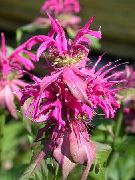 ružový Kvetina Včela Balzam, Divoký Bergamot (Monarda) fotografie