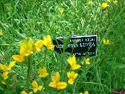 żółty Kwiat Monopsis  zdjęcie