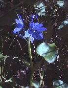 ljusblå Blomma Arrowleaf Falsk Pickerelweed (Monochoria) foto
