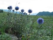azul claro Flor Cardo Mundo (Echinops) foto