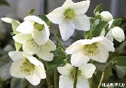 თეთრი ყვავილების საშობაო გაიზარდა, სამარხვო გაიზარდა (Helleborus) ფოტო