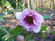 lilla Blomst Julerose, Fastetiden Rose (Helleborus) foto