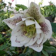 biały Kwiat Ciemiernik (Gelleborus) (Helleborus) zdjęcie