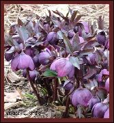 紫 花 圣诞玫瑰，玫瑰四旬期 (Helleborus) 照片