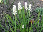 vit Blomma Druva Hyacint (Muscari) foto