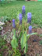 ღია ლურჯი ყვავილების ყურძნის სუმბული (Muscari) ფოტო
