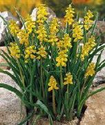 žuti Cvijet Grožđa Zumbul (Muscari) foto