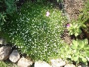 hvid Blomst Irish Mos, Pearlwort, Scottish Eller Skotsk Mos (Sagina) foto