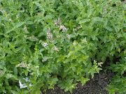 garden flowers lilac Peppermint Mentha piperita photos, description, cultivation and planting, care and watering