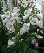 λευκό λουλούδι Δακτυλίς (Digitalis) φωτογραφία