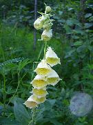ყვითელი ყვავილების Foxglove (Digitalis) ფოტო