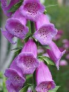 liliac Floare Foxglove (Digitalis) fotografie