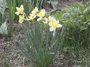 бял Цвете Жълт Нарцис (Narcissus) снимка