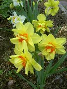 sarı çiçek Nergis (Narcissus) fotoğraf