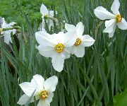 бео Цвет Жути Нарцис (Narcissus) фотографија