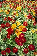garden flowers red Nasturtium Tropaeolum  photos, description, cultivation and planting, care and watering