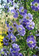 γαλάζιο λουλούδι Νεροκάρδαμο (Tropaeolum) φωτογραφία