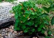 поморанџа Цвет Поточарка (Tropaeolum) фотографија