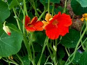 turuncu çiçek Lâtin Çiçeği (Tropaeolum) fotoğraf