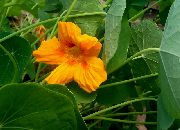 żółty Kwiat Nasturcja (Tropaeolum) zdjęcie