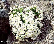 biały Kwiat Niezapominajka (Myosotis) zdjęcie