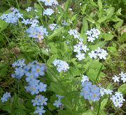 světle modrá Květina Nezapomeň Na Mě (Myosotis) fotografie