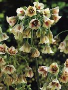黄 花 地中海的钟声，西西里蜂蜜百合，观赏葱，蒜西西里 (Nectaroscordum) 照片