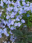 γαλάζιο λουλούδι Ακρωτήριο Κοσμήματα (Nemesia) φωτογραφία