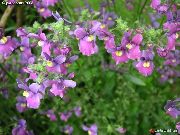 紫丁香 花 斗篷珠宝 (Nemesia) 照片
