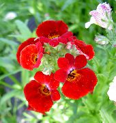 κόκκινος λουλούδι Ακρωτήριο Κοσμήματα (Nemesia) φωτογραφία