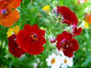 βουργουνδία λουλούδι Ακρωτήριο Κοσμήματα (Nemesia) φωτογραφία