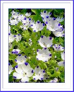 beyaz çiçek Nemophila, Bebek Mavisi Gözler  fotoğraf
