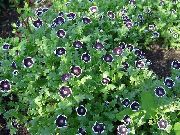 Nemophila, Babyblauaugen schwarz Blume