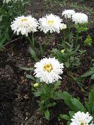 λευκό λουλούδι Ox-Eye Μαργαρίτα, Shasta Μαργαρίτα, Πεδίο Μαργαρίτα, Μαργαρίτα, Φεγγάρι Μαργαρίτα (Leucanthemum) φωτογραφία