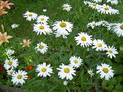 fehér Virág Ökörszem Őszirózsa, Shasta Százszorszép, Százszorszép Mező, Margaréta, Hold Százszorszép (Leucanthemum) fénykép