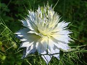 balts Zieds Mīlestība-In-A-Migla (Nigella damascena) foto